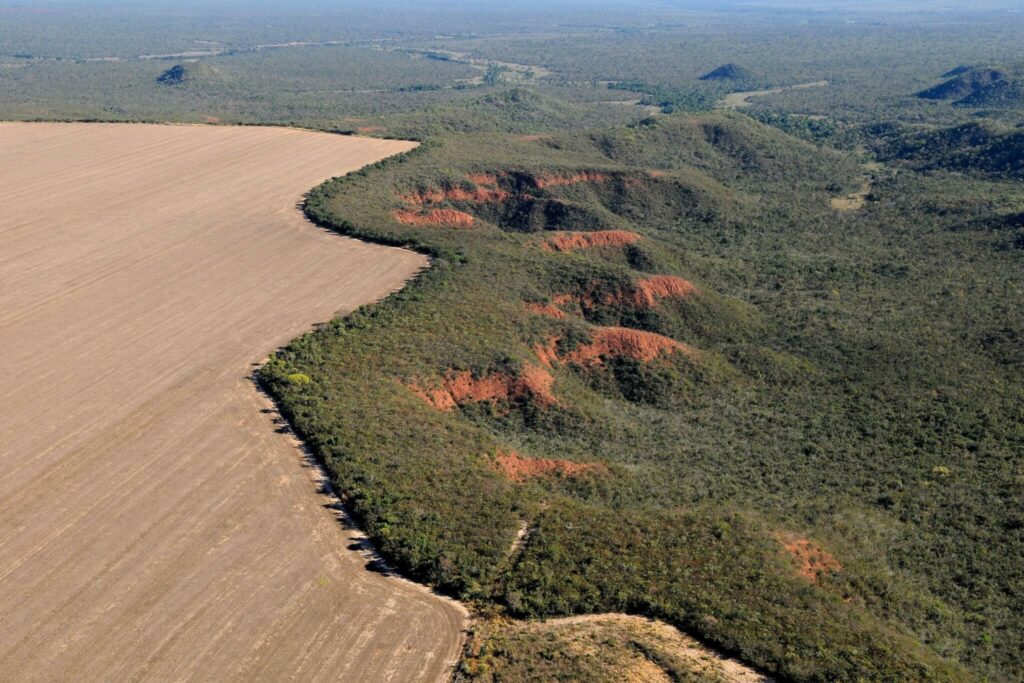 Fronteira entre desmatamento e Cerrado. Foto: Adriano Gambarini/WWF Brasil