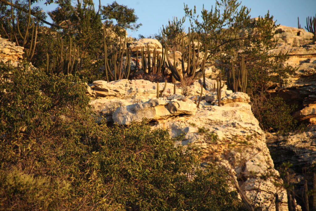 Vegetação da Caatinga no município de Sento Sé (BA). Foto: Willianilson Pessoa