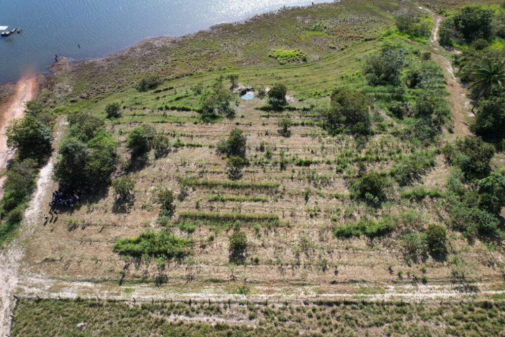 Estudantes na área de reflorestamento no Sítio Castelinho. Foto: Coletivo de Comunicação / MAB