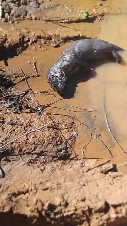 Lontra encontrada morta por morador no Rio Paraopeba, no município de Curvelo. Foto: Comunicação MAB MG