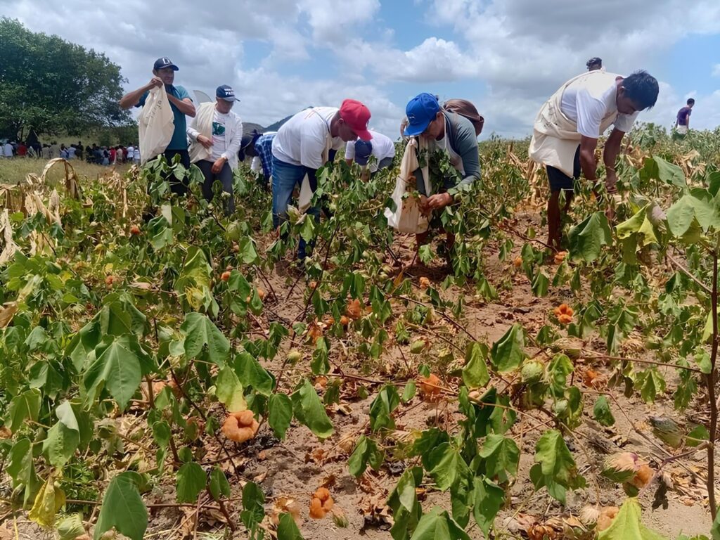 Atingidos em mutirão de colheita do algodão agroecológico na Agrovila Águas de Acauã (PB). Foto: Empaer