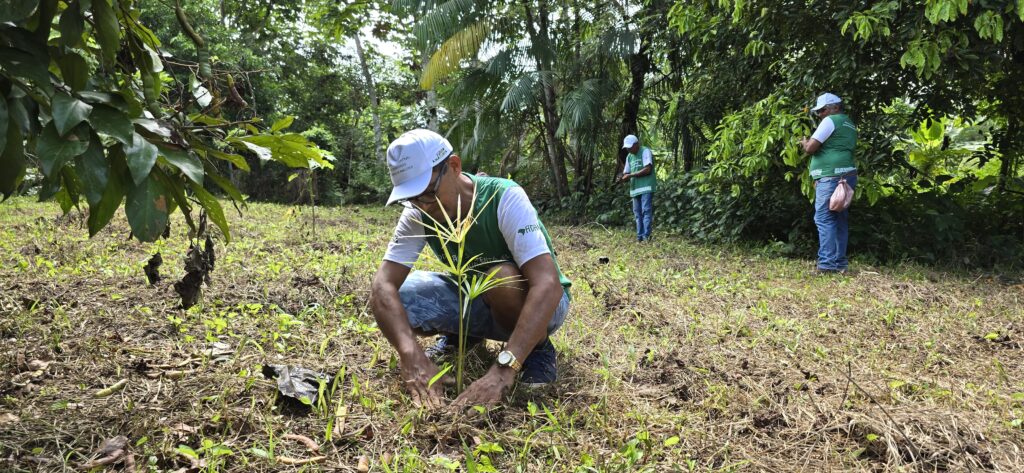 Beneficiários da comunidade de Ramal do Jacu e Linha 45, plantando mudas de cacau e buriti no entorno do Lago Maravilha. foto: Klézi Martins / MAB