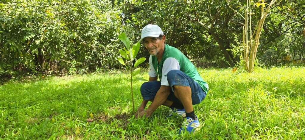 Beneficiários da comunidade de Ramal do Jacu e Linha 45, plantando mudas de cacau e buriti no entorno do Lago Maravilha. foto: Klézi Martins / MAB