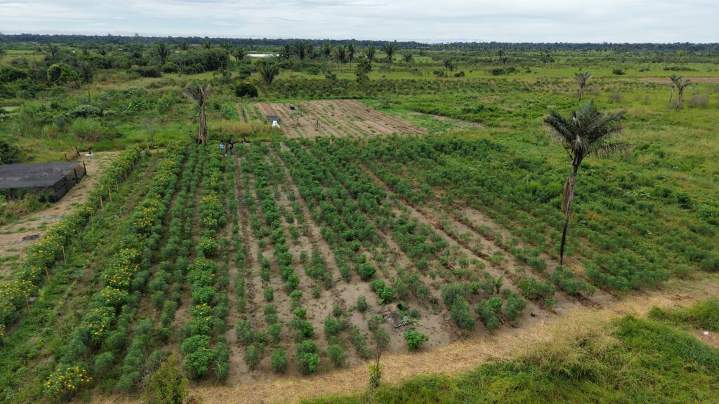 Área de agrofloresta implementada pelo MAB na comunidade Rancho Alegre. Fotos: Klézi Martins / MAB